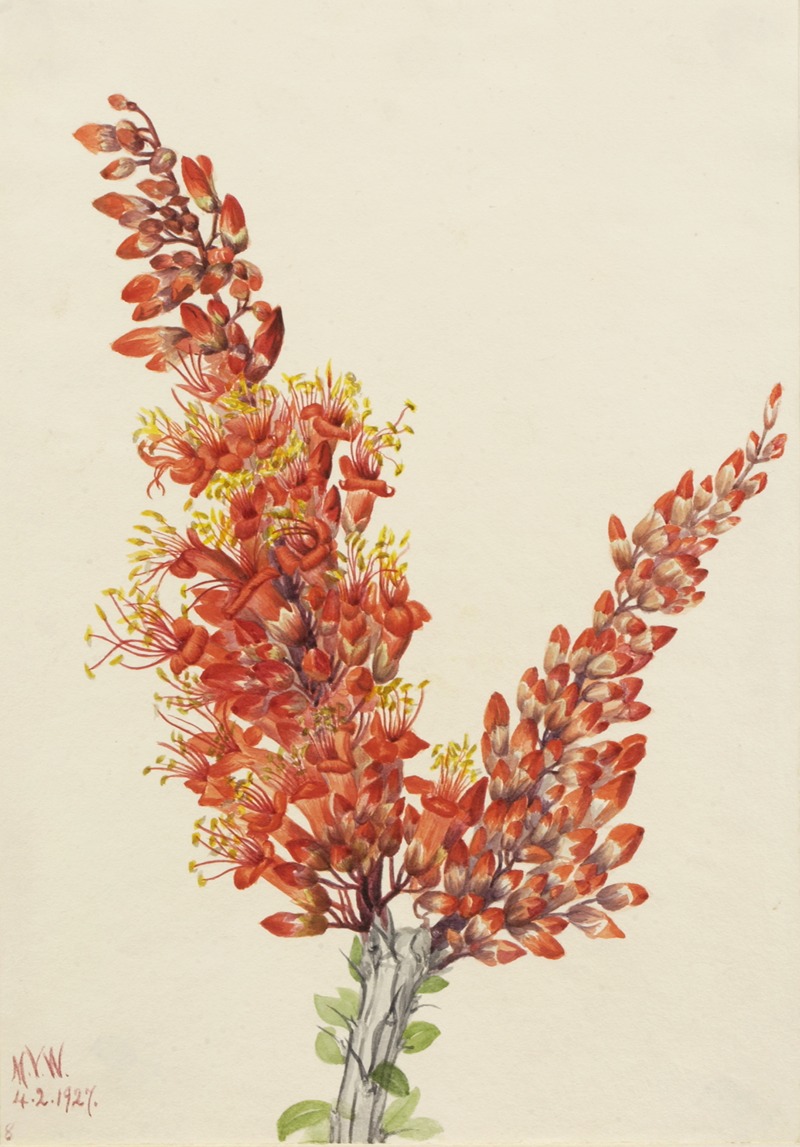 Mary Vaux Walcott - Ocotillo (Fouquieria splendens)