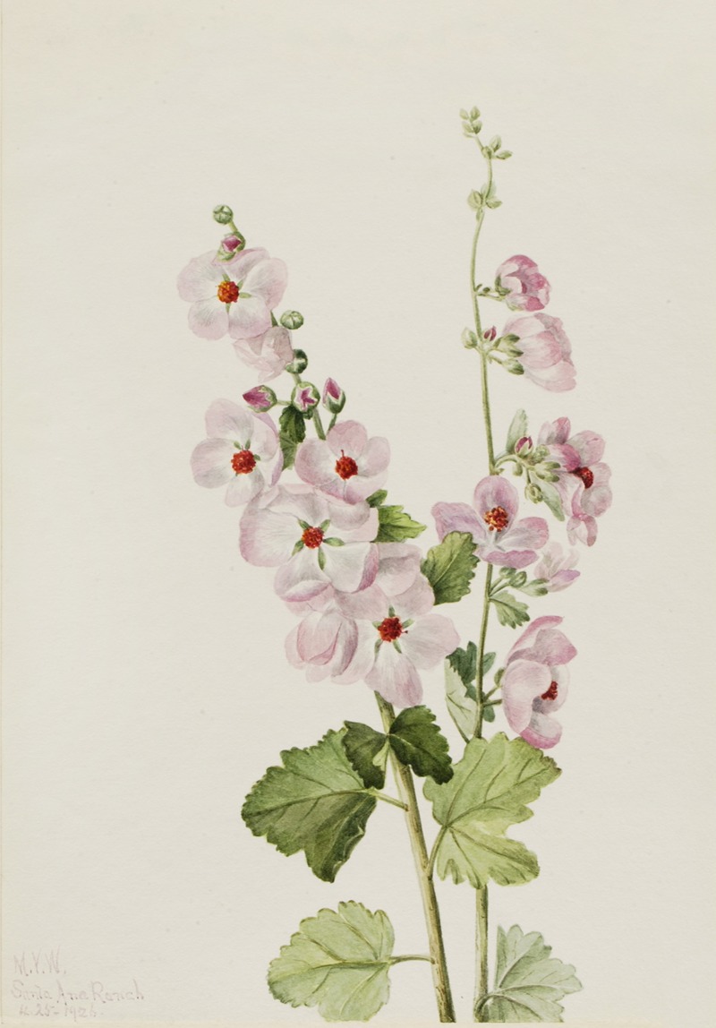 Mary Vaux Walcott - Orange-Eye Globemallow (Sphaeralcea davidsonii)