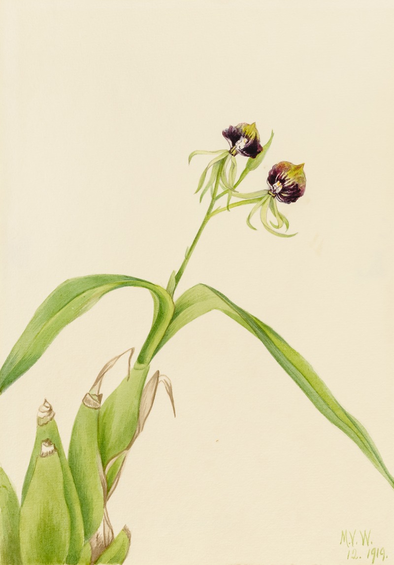 Mary Vaux Walcott - Orchid (Epidendrum cochleatum)