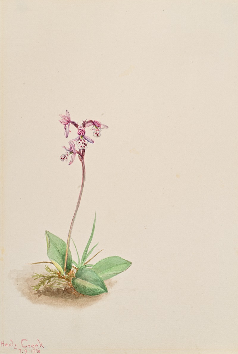 Mary Vaux Walcott - Orchis (Orchis rotundifolia)