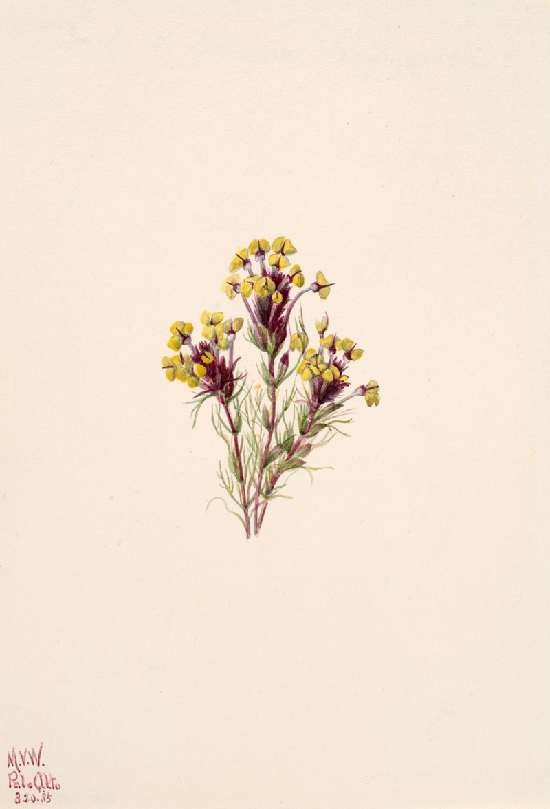 Mary Vaux Walcott - Owl’s Clover (Orthocarpus erianthus)