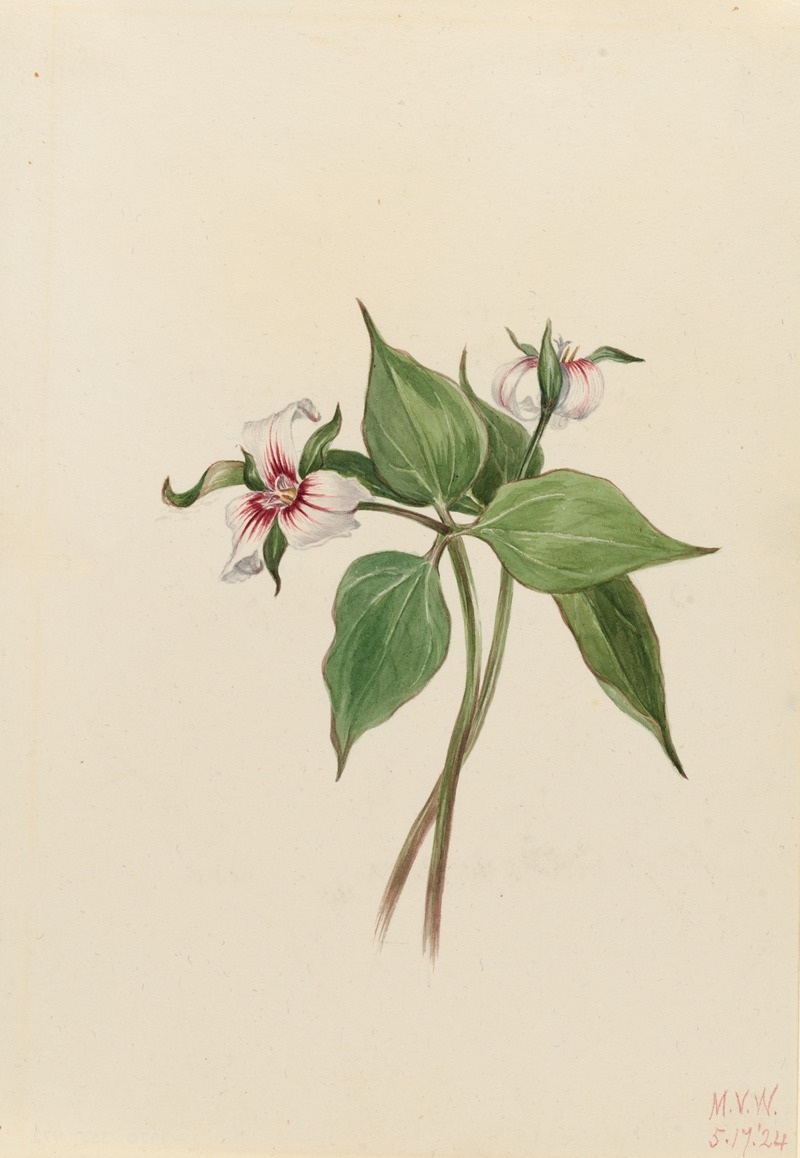 Mary Vaux Walcott - Painted Trillium (Trillium undulatum)