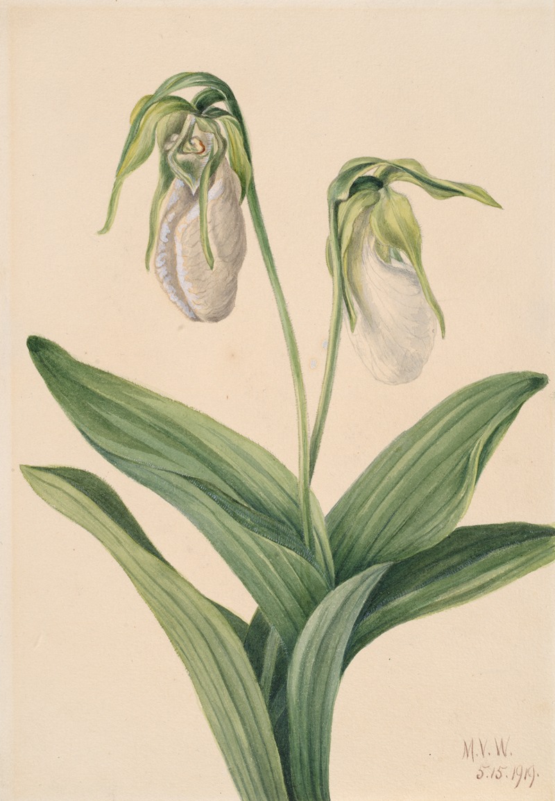 Mary Vaux Walcott - Pale Lady’s Slipper (Cypridedium acaule)