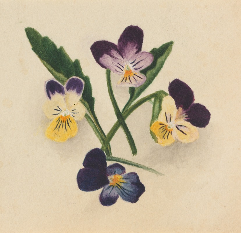 Mary Vaux Walcott - Pansies