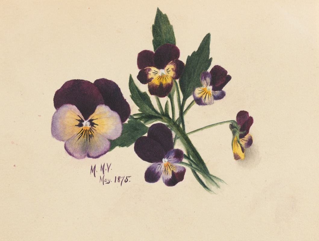 Mary Vaux Walcott - Pansies