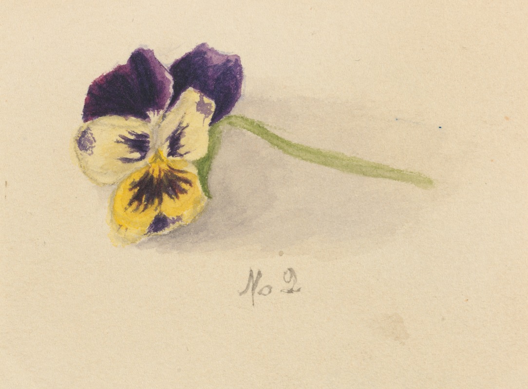 Mary Vaux Walcott - Pansy