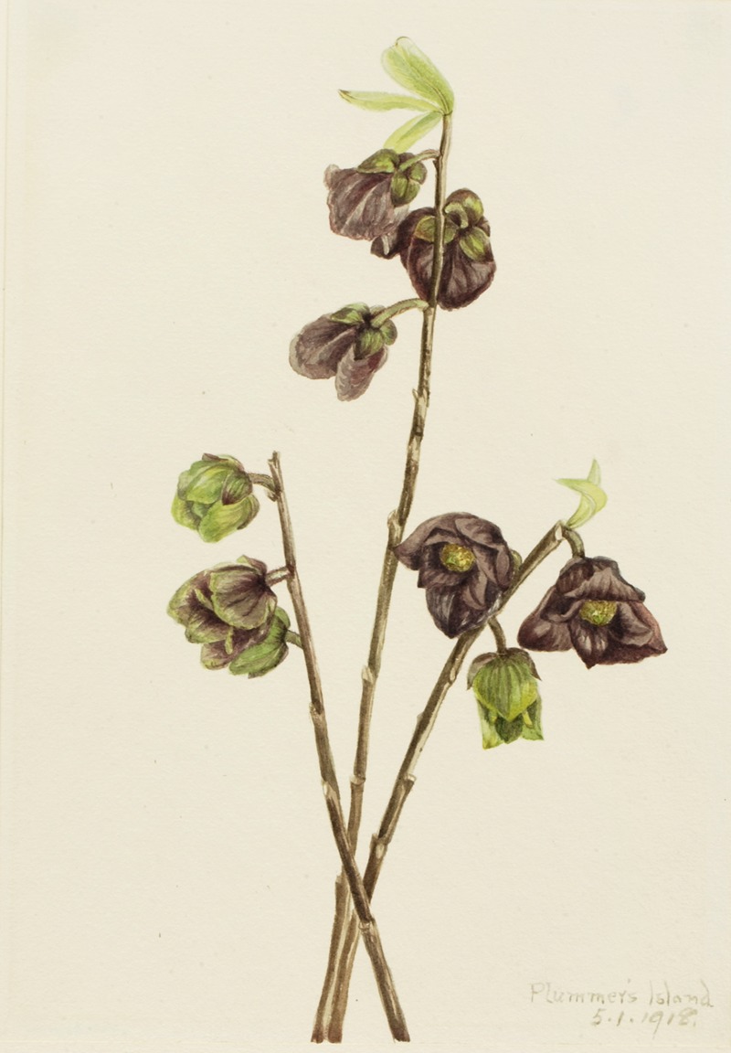 Mary Vaux Walcott - Papaw (Asimina triloba)