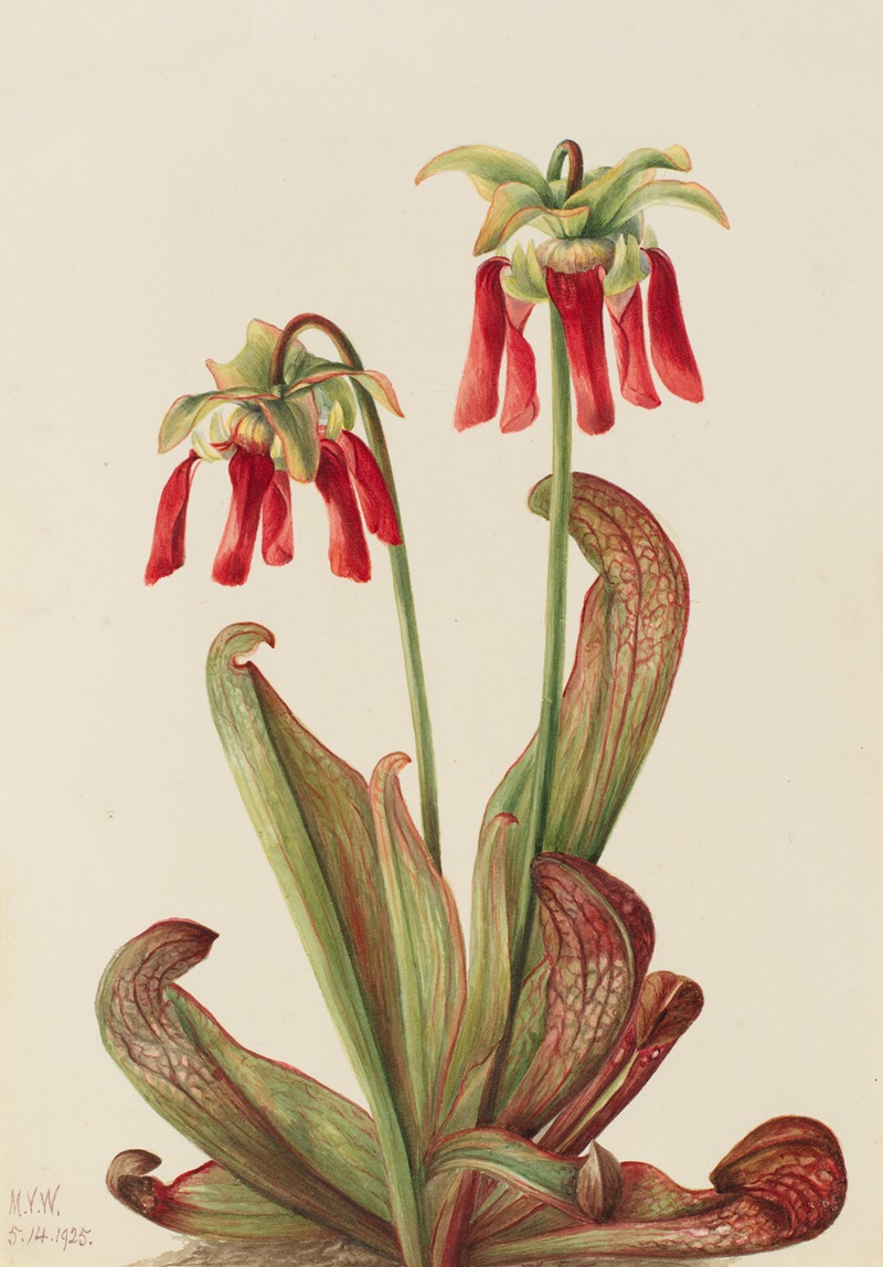Mary Vaux Walcott - Parrot Pitcherplant (Sarracenia psittacina)