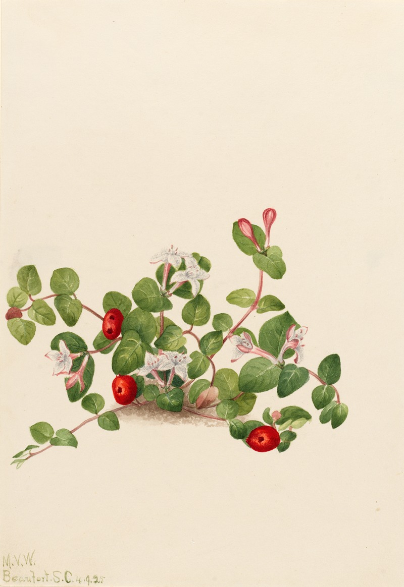 Mary Vaux Walcott - Partridgeberry (Mitchella repens)