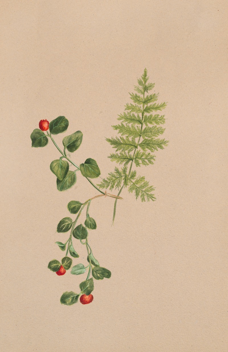 Mary Vaux Walcott - Partridgeberry (Mitchella repens)