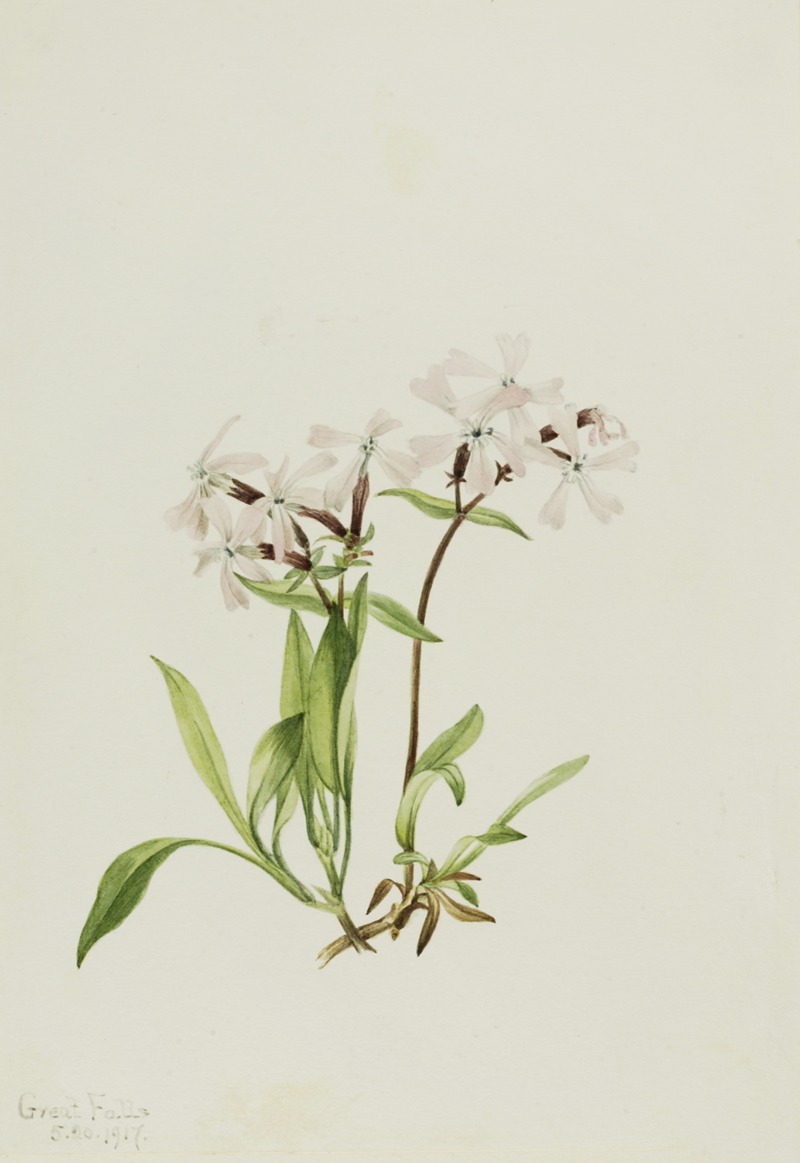 Mary Vaux Walcott - Peatpink (Silene caroliniana)