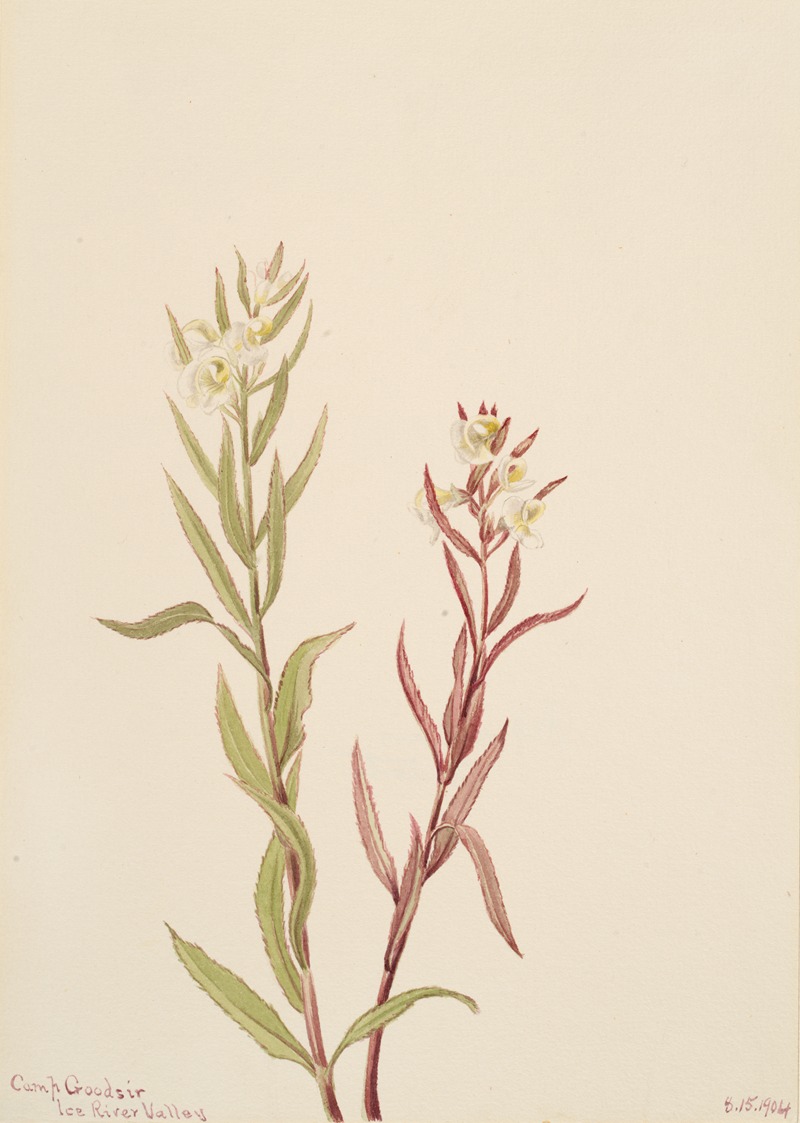 Mary Vaux Walcott - Pedicularis raremosa
