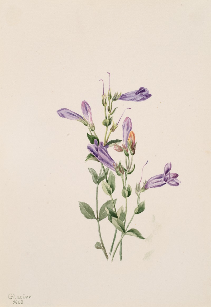 Mary Vaux Walcott - Penstemon (Penstimon fruiticosus)