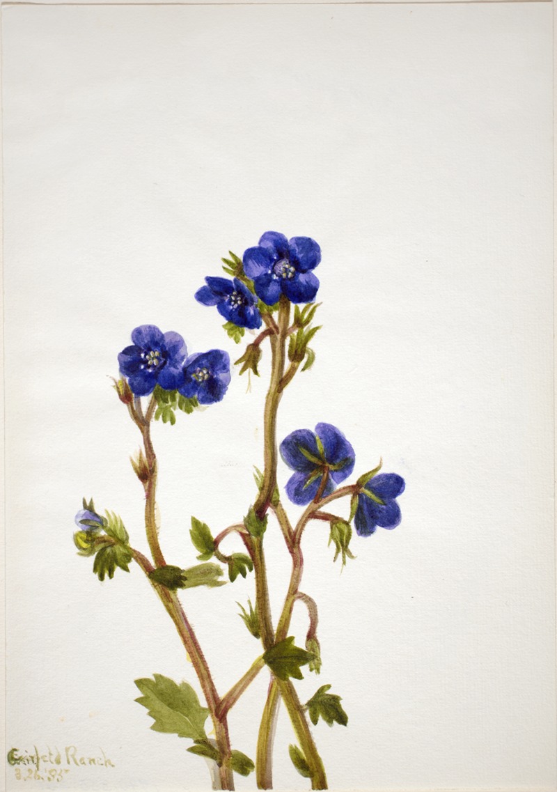 Mary Vaux Walcott - Phacelia (Phacelia parryi)