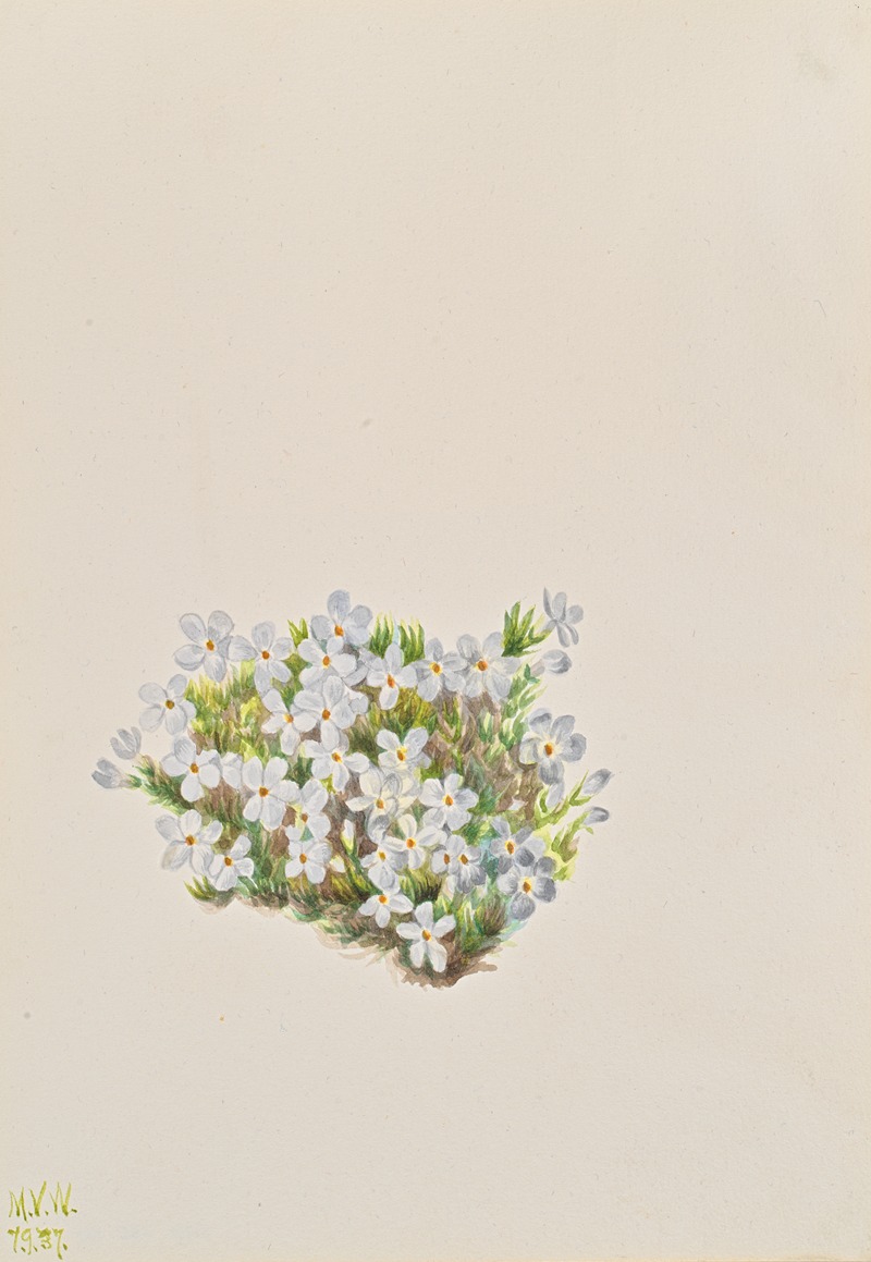 Mary Vaux Walcott - Phlox (Phlox caespitosa)