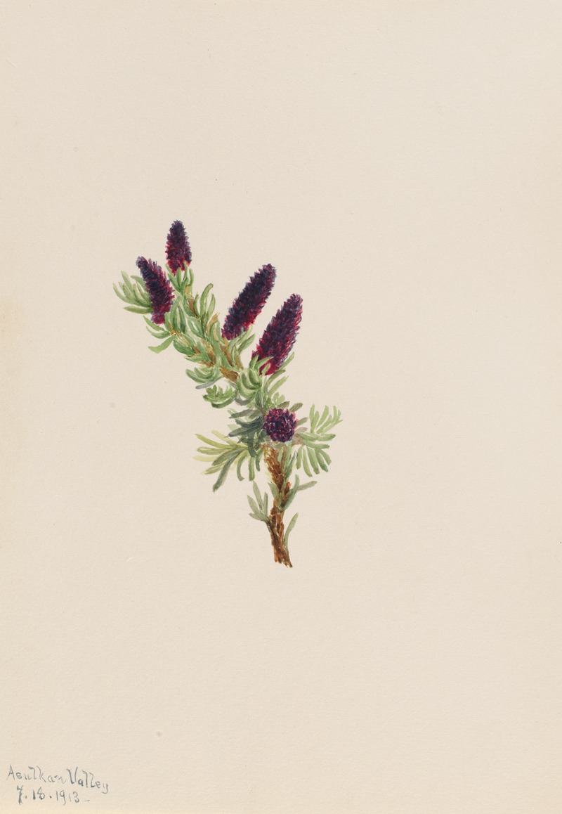 Mary Vaux Walcott - Picea engelmanni