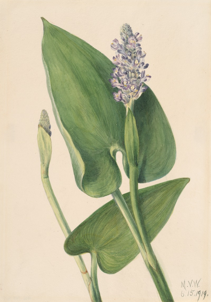 Mary Vaux Walcott - Pickerelweed (Pontederia cordata)