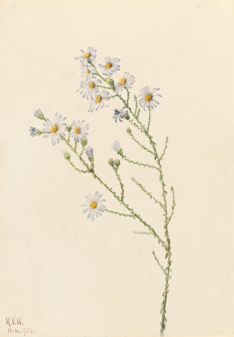 Mary Vaux Walcott - Pineland Aster (Aster squarrosus)