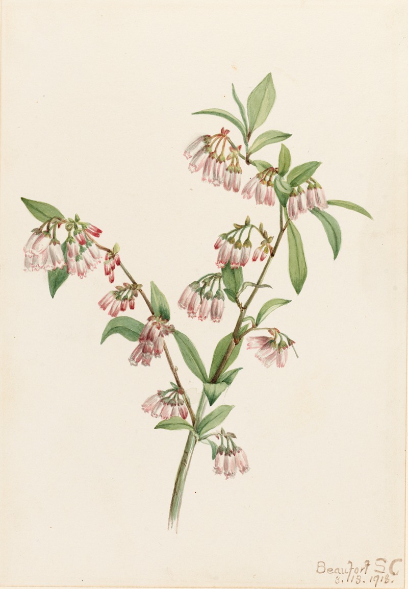 Mary Vaux Walcott - Pineland Blueberry (Vaccinium tenellum)