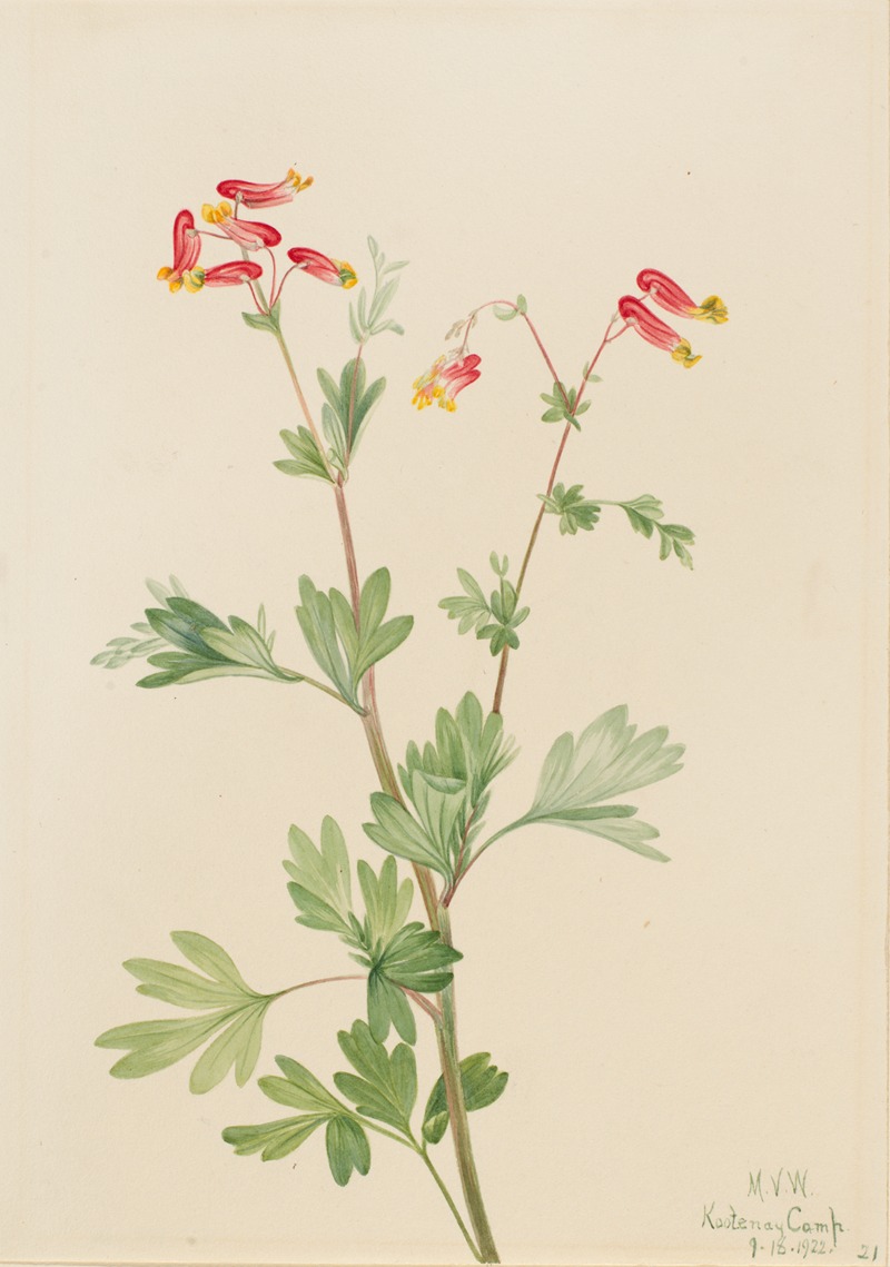 Mary Vaux Walcott - Pink Fumeroot (Capnoides sempervirens)