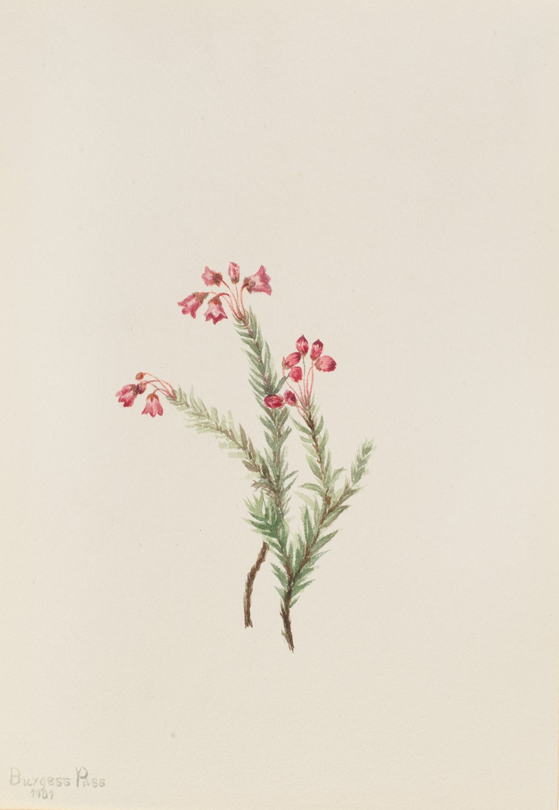 Mary Vaux Walcott - Pink Heather (Phyllodoce empetriformis)