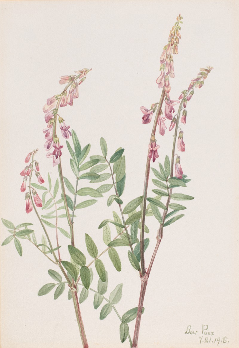 Mary Vaux Walcott - Pink Hedysarum (Hedysarum americanum)
