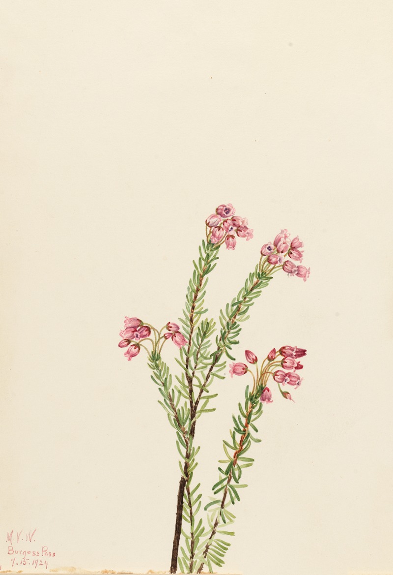Mary Vaux Walcott - Pink Mountain Heather (Phyllodoce empetriformis)
