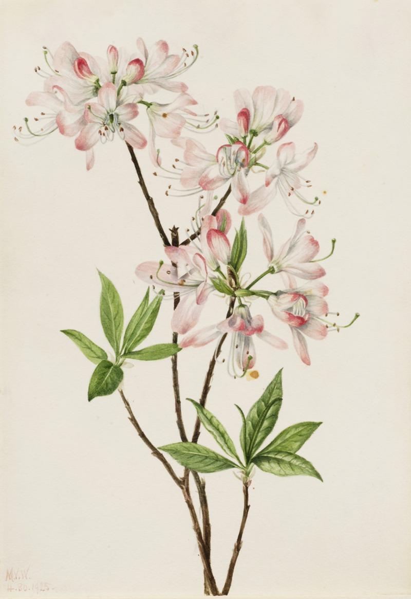 Mary Vaux Walcott - Pinkshell Azalea (Azalea vaseyi)