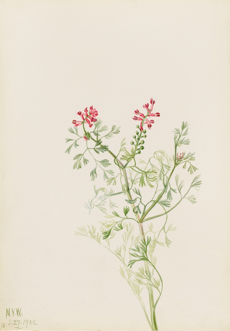 Mary Vaux Walcott - Plant Study