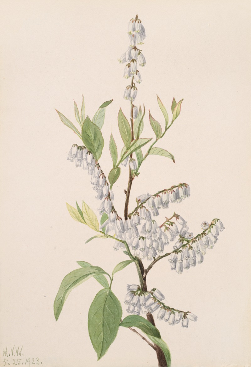 Mary Vaux Walcott - Plant Study