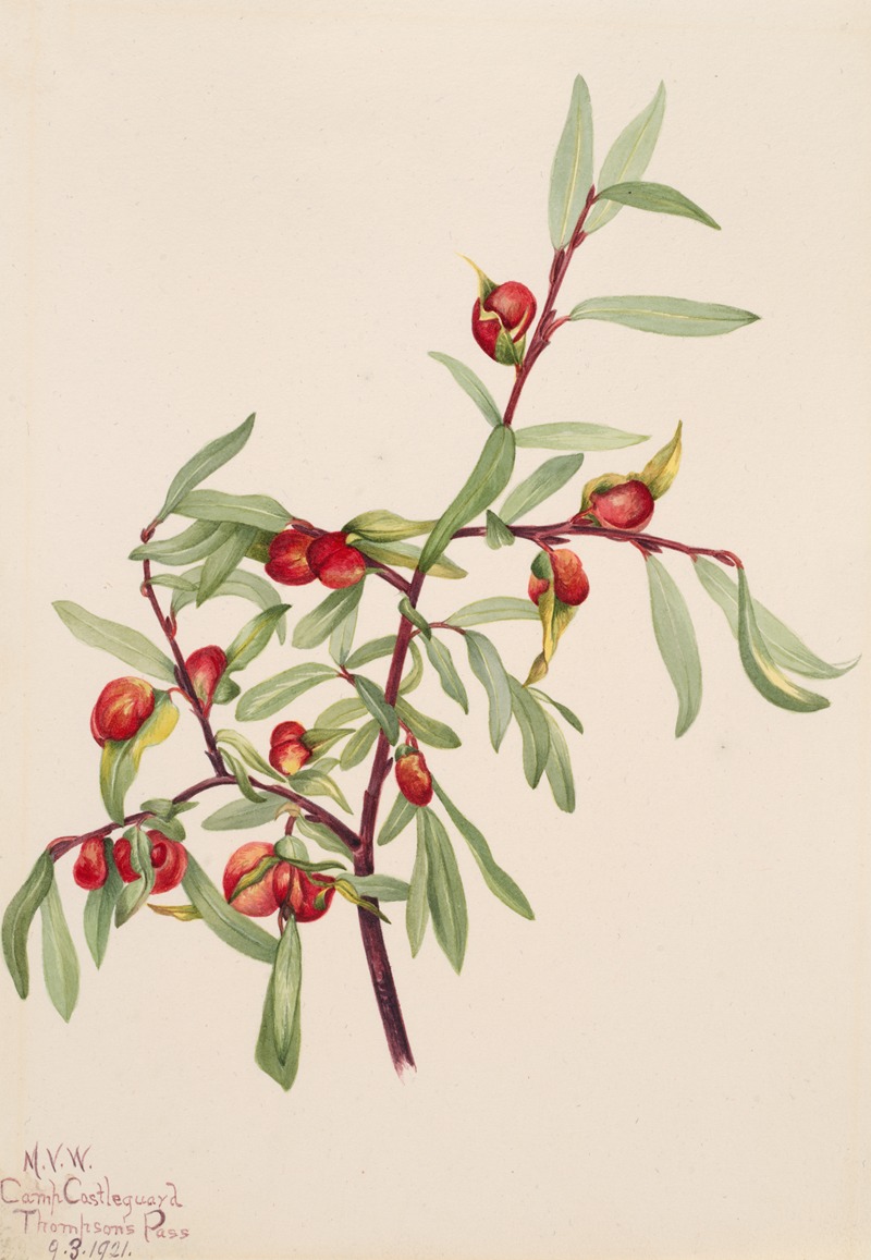 Mary Vaux Walcott - Plant Study