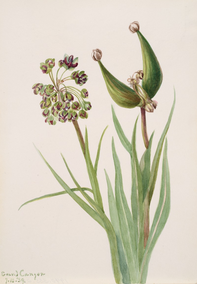 Mary Vaux Walcott - Plant Study