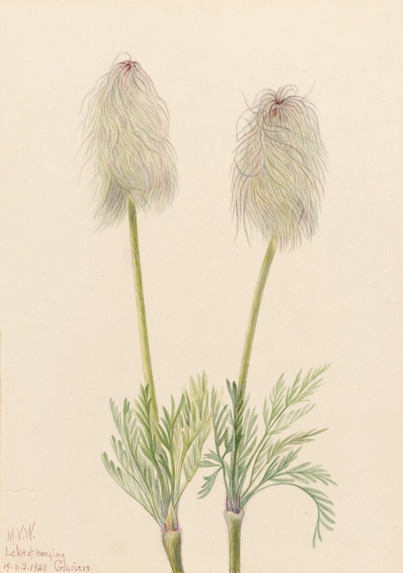 Mary Vaux Walcott - Plume Anemone (Pulsatilla occidentalis)