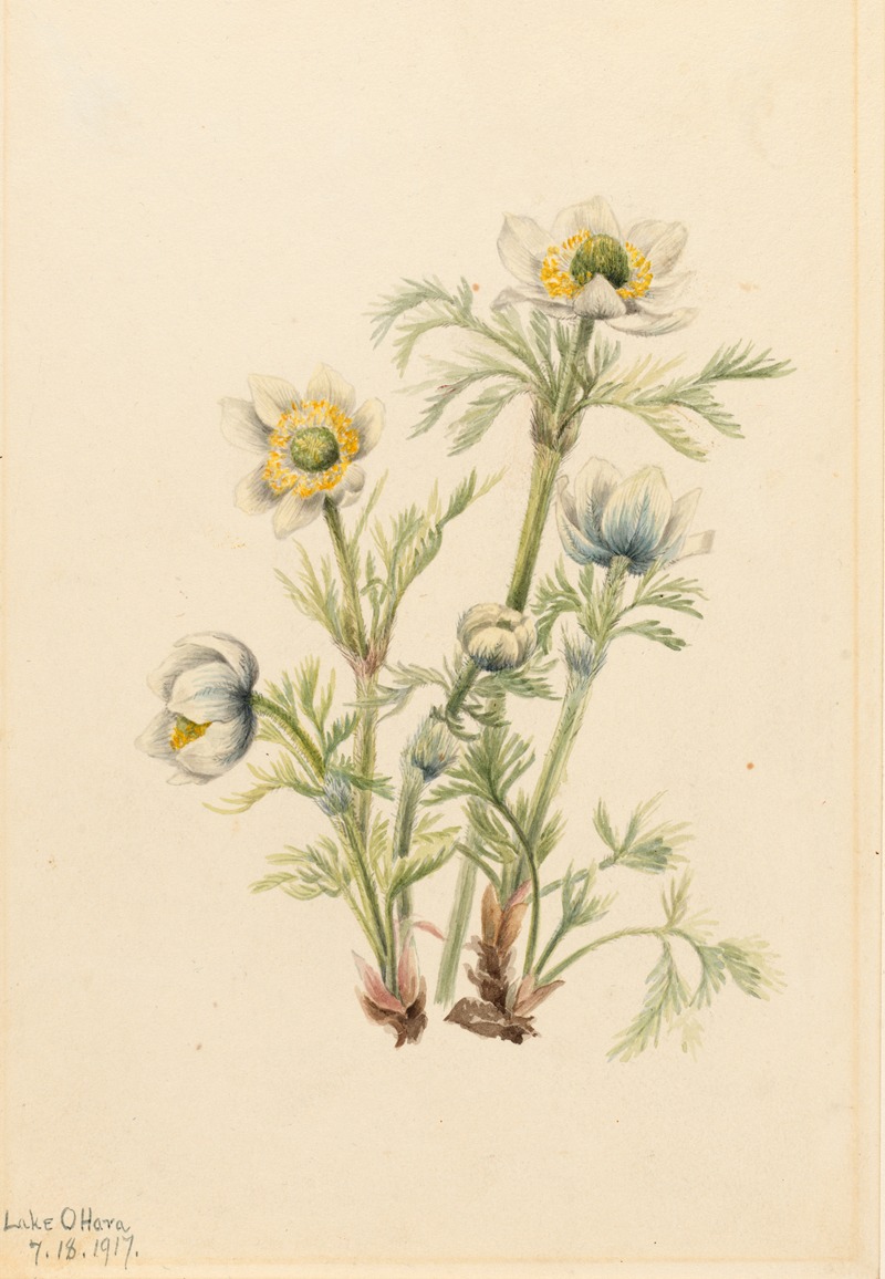 Mary Vaux Walcott - Plume Anemone (Pulsatilla occidentalis)