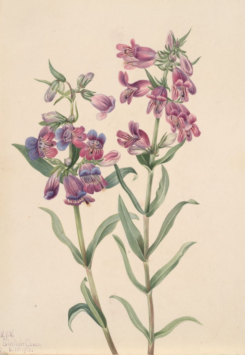 Mary Vaux Walcott - Prairie Pentstemon (Pentstemon erianthera)