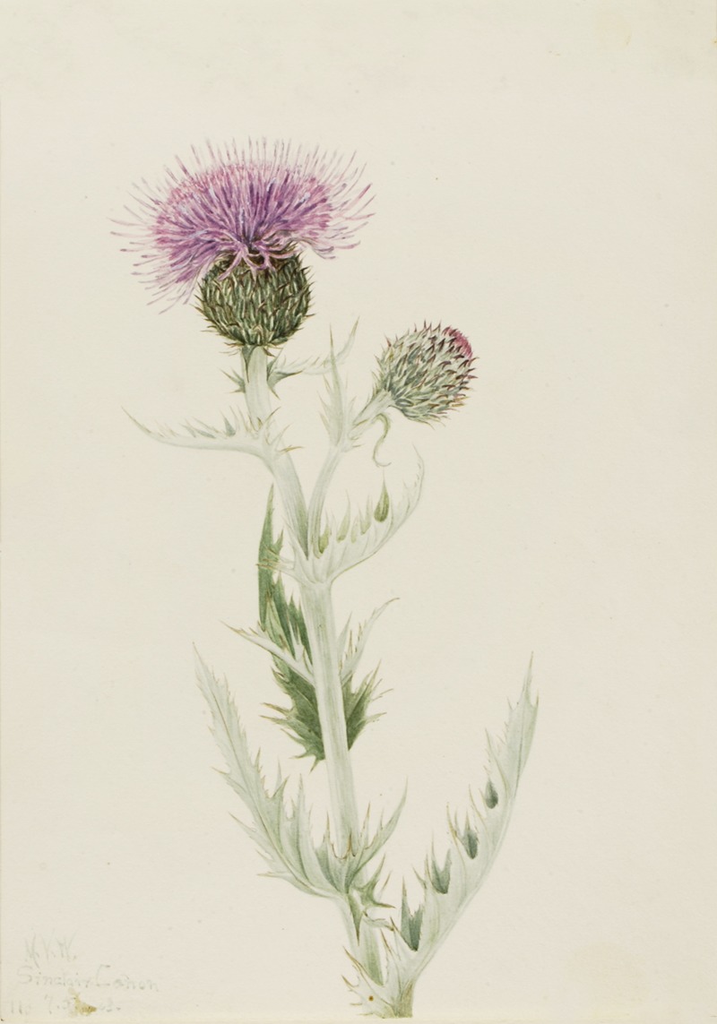 Mary Vaux Walcott - Prairie Thistle (Cirsium undulatum)