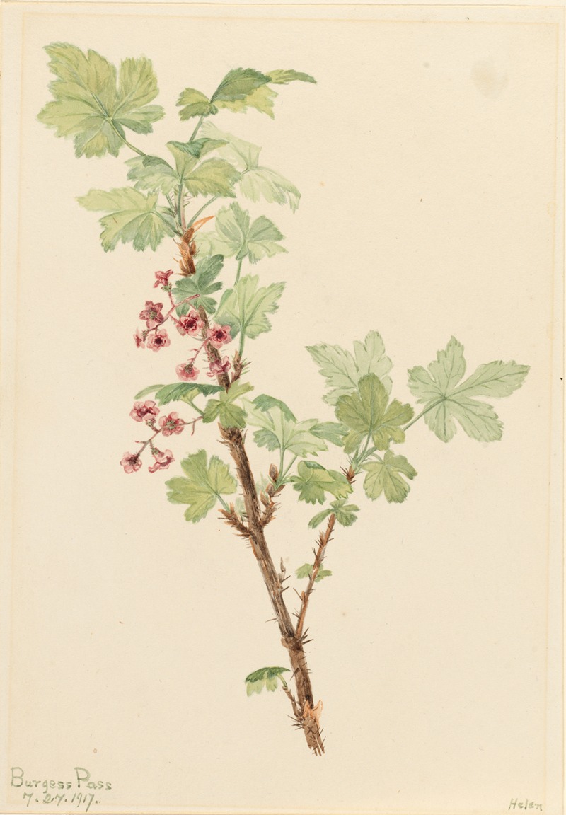 Mary Vaux Walcott - Prickly Currant (Ribes lacustre)
