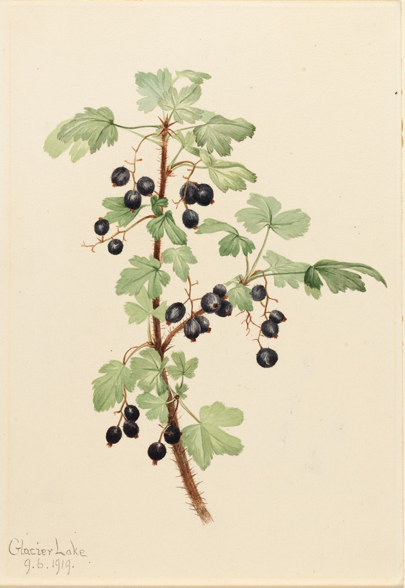 Mary Vaux Walcott - Prickly Currant (Ribes lacustre)