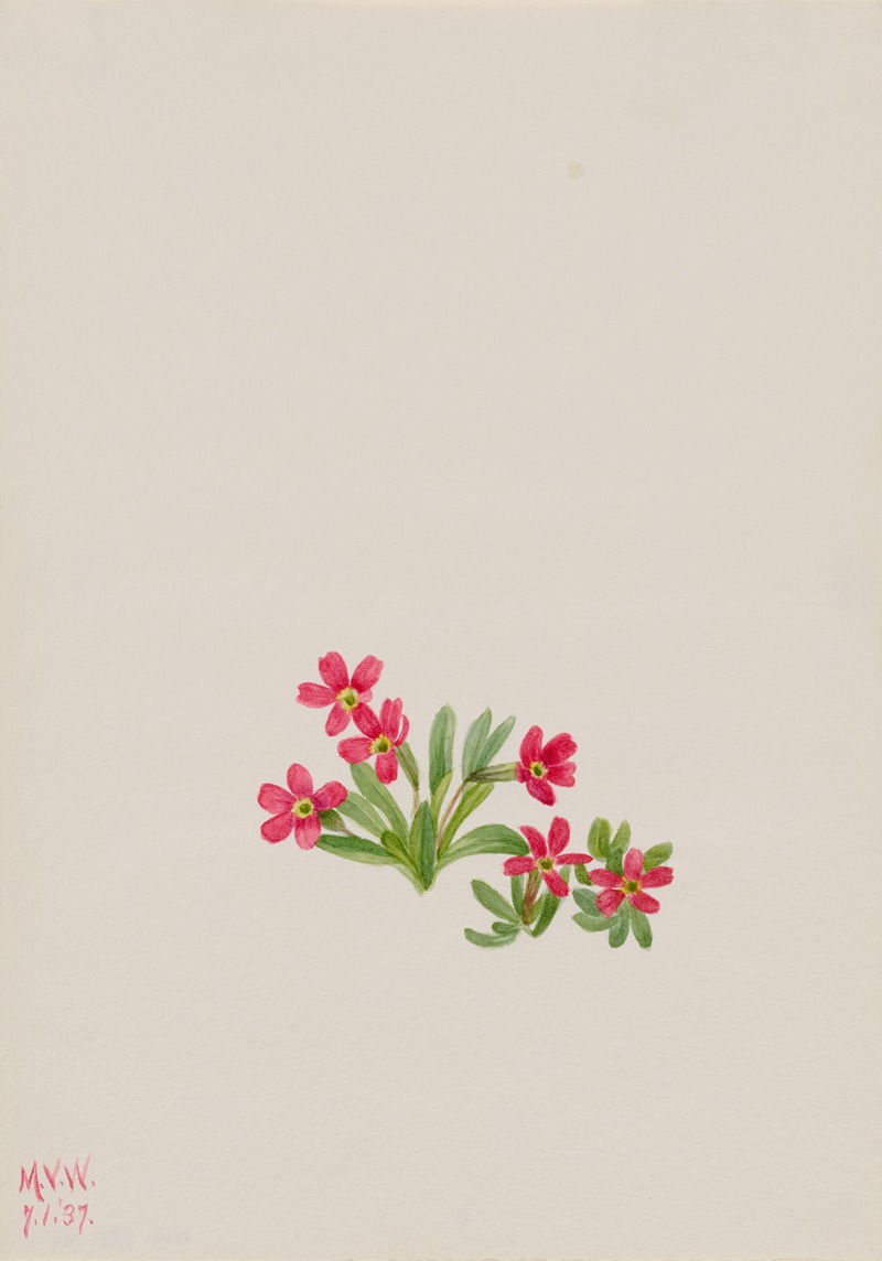 Mary Vaux Walcott - Primrose (Primula angustifolia)