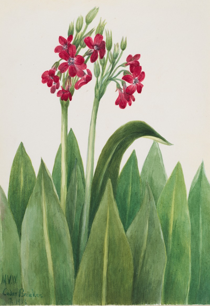 Mary Vaux Walcott - Primrose (Primula parryi)