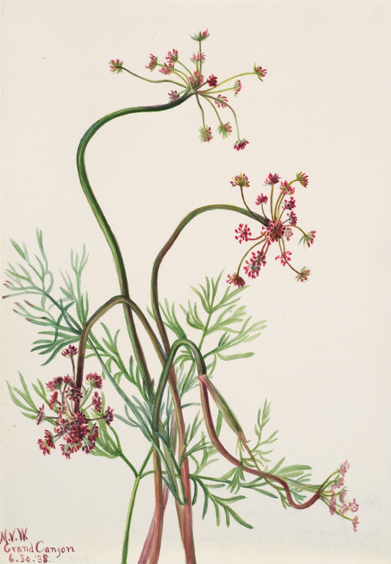 Mary Vaux Walcott - Pseudocymopterus montanus