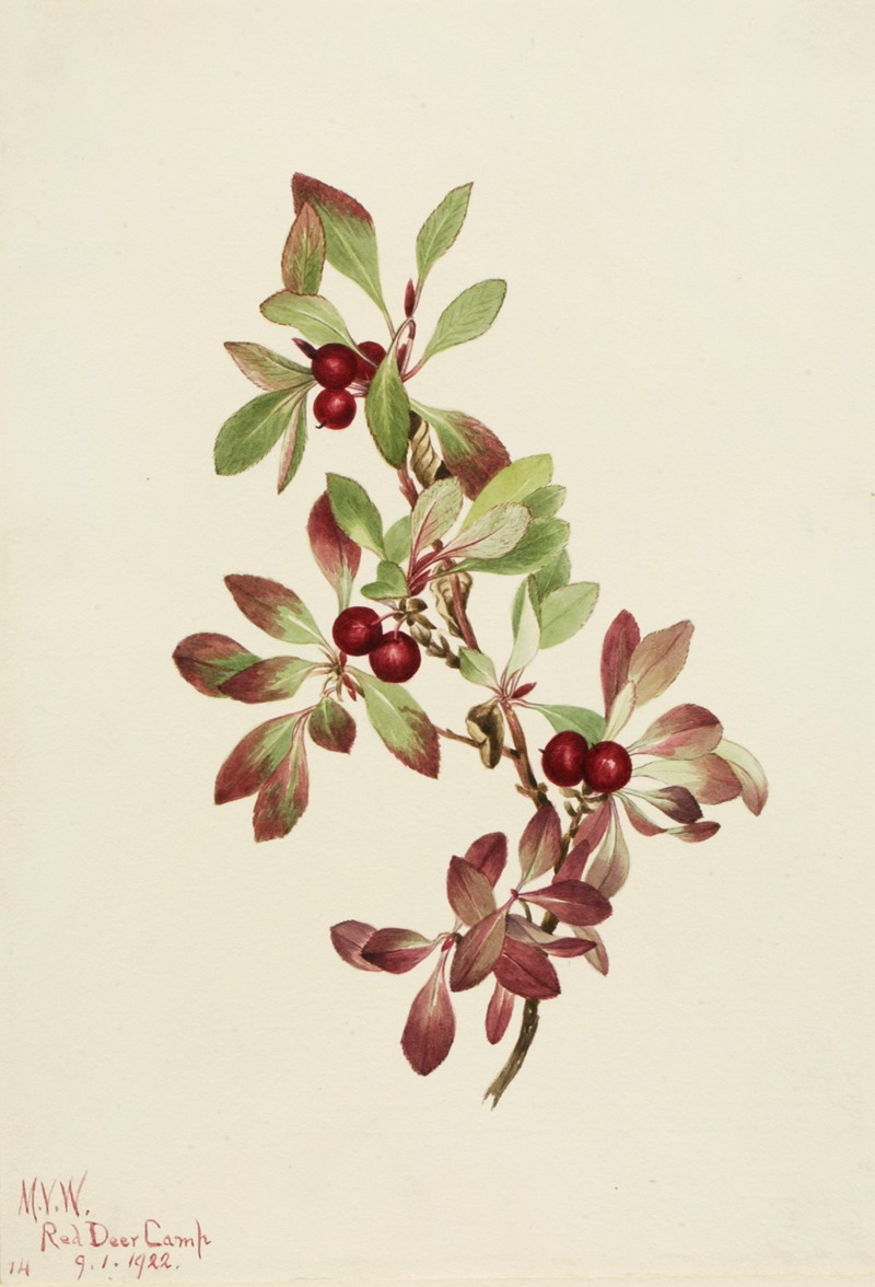 Mary Vaux Walcott - Ptarmiganberry (Arctous alpina)