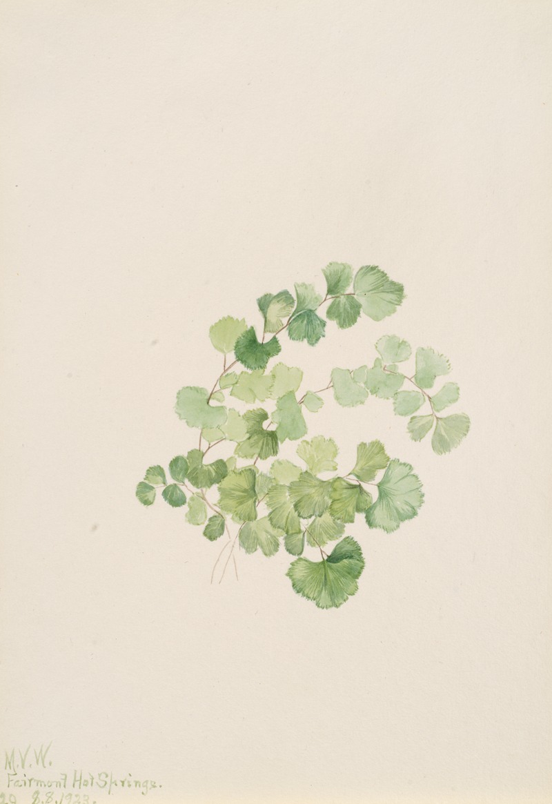 Mary Vaux Walcott - Puccoon (Lithospermum ruderale)
