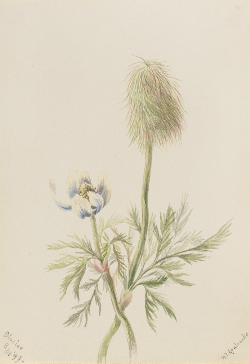 Mary Vaux Walcott - Pulsatilla occidentalis