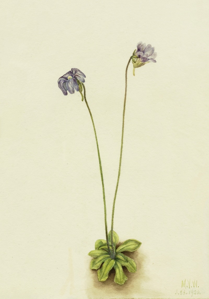 Mary Vaux Walcott - Purple Butterwort (Pinguicula elatior)