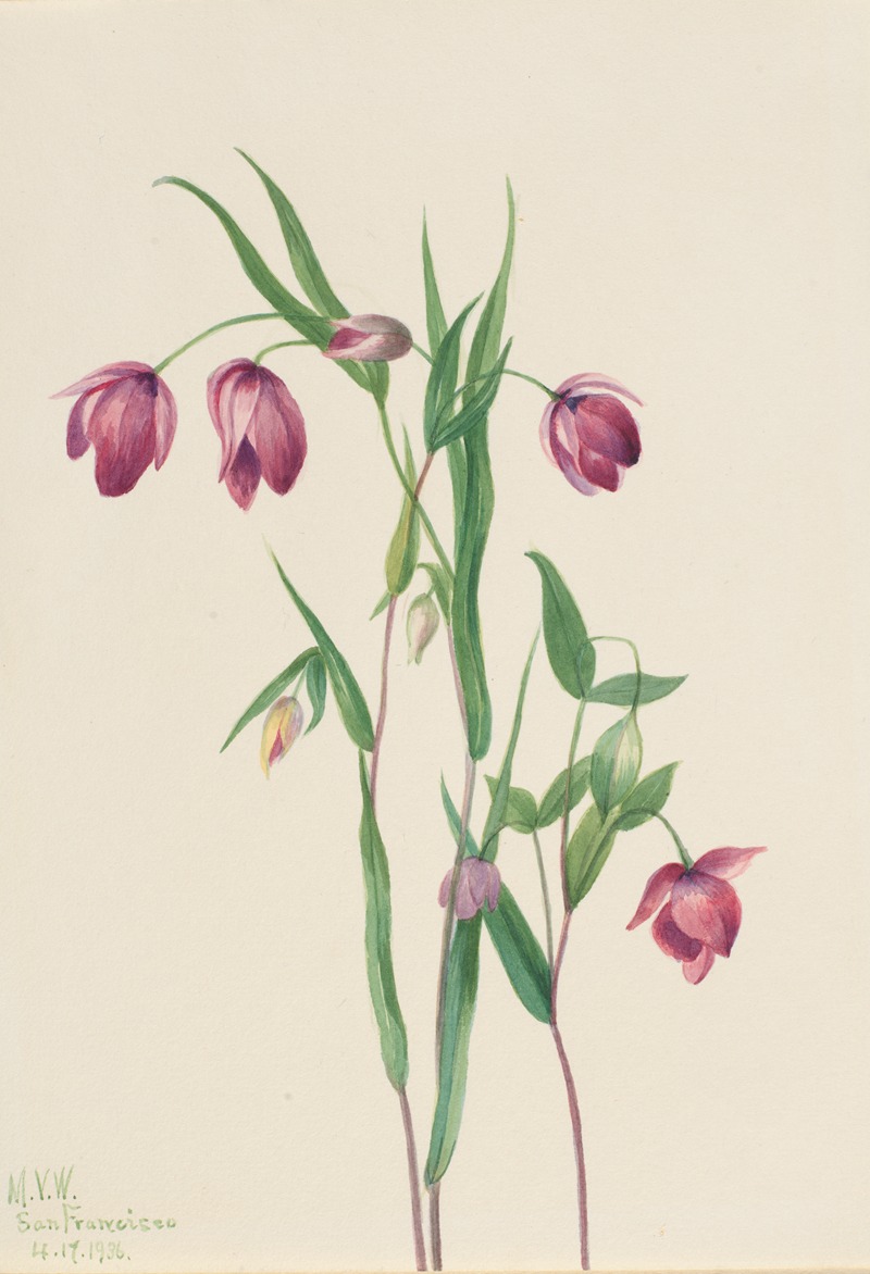 Mary Vaux Walcott - Purple Fairy Lantern (Calochortus anoenum)