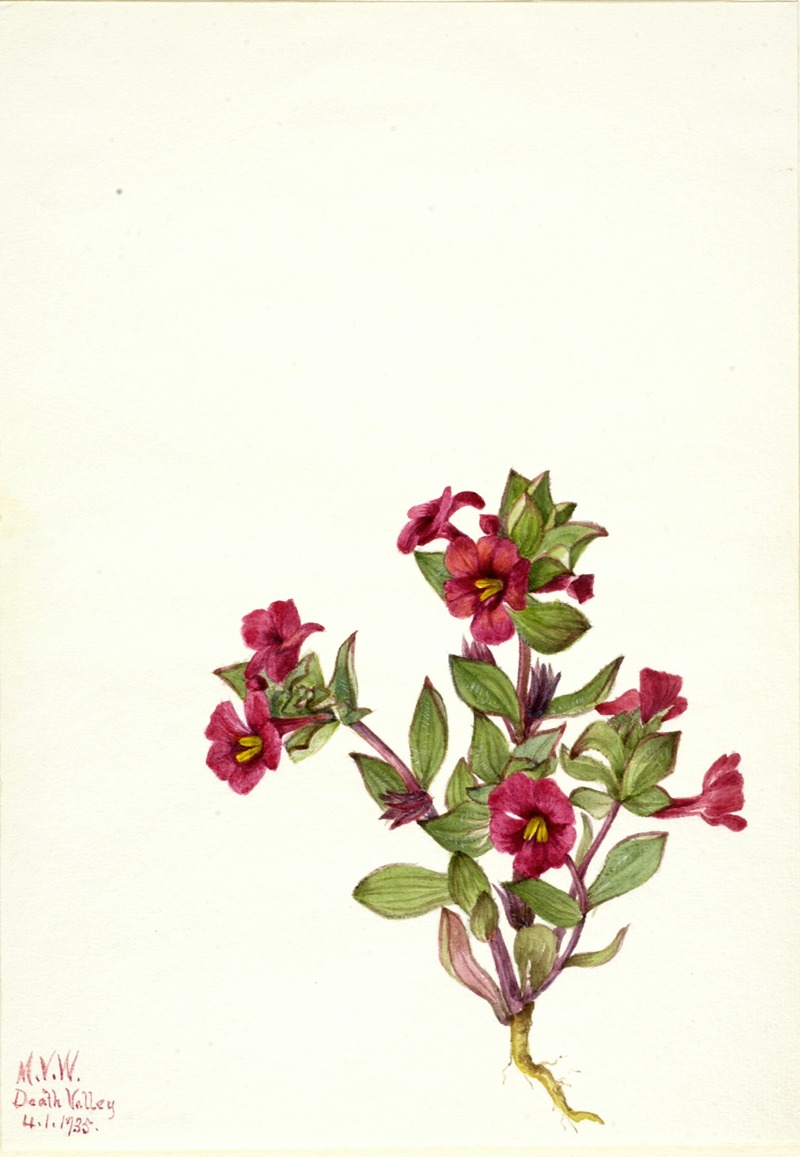 Mary Vaux Walcott - Purple Monkey-Flower (Mimulus bigelovii)