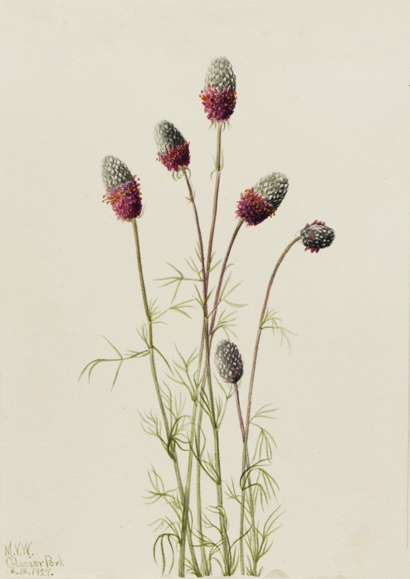 Mary Vaux Walcott - Purple Prairieclover (Petalostemon purpureum)