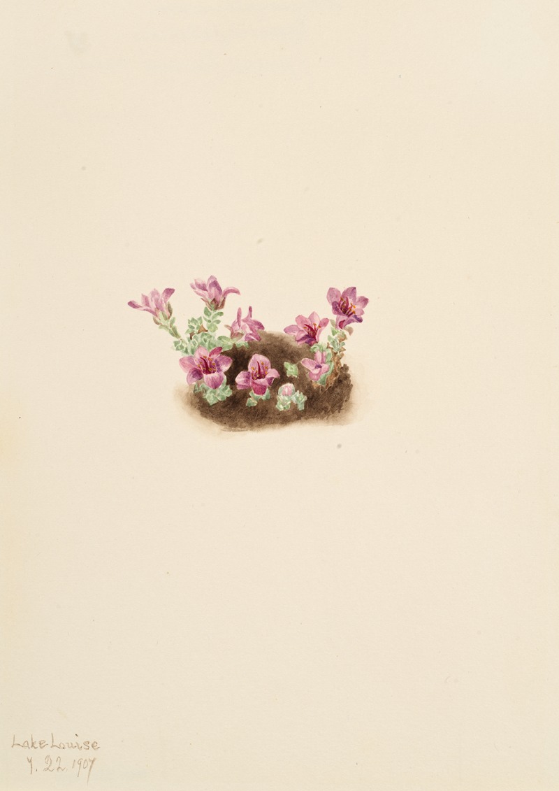 Mary Vaux Walcott - Purple Saxifrage (Saxifrage oppositifolia)