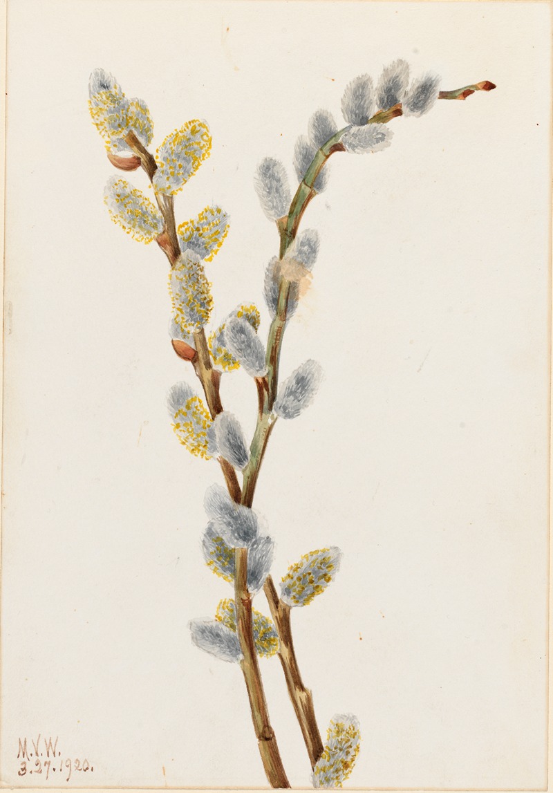 Mary Vaux Walcott - Pussy Willow (Salix discolor)